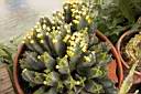 EUPHORBIA RESINIFERA_FIORI.jpg